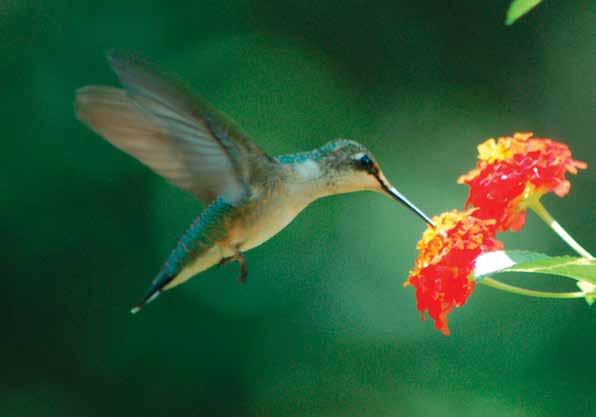 Los colibríes Los colibríes comen el néctar de las flores.