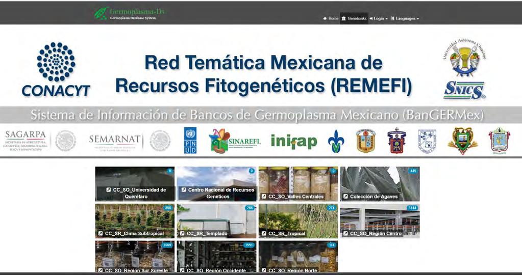 I. Recursos Fitogenéticos Implementación del Sistema de Información de Bancos de Germoplasma Mexicano (BanGERMEX) http://16