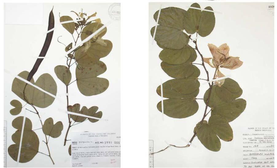 correctamente las dos especies y el híbrido, que han quedado reflejadas en la clave de la página anterior. Bauhinia variegata Linnaeus Sp. Pl. 1: 375. 1753.