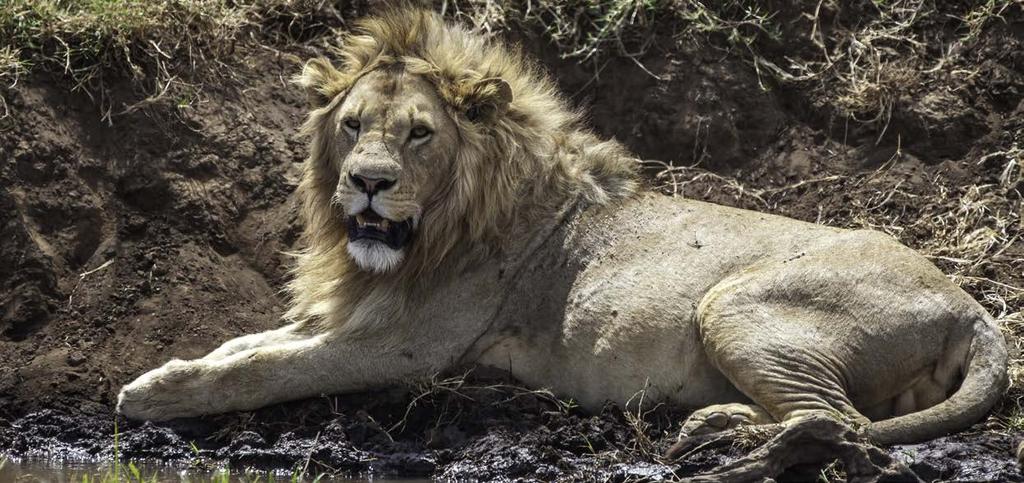TANZANIA 07 DÍAS Leon DESCRIPCIÓN Sharubu, melena de león en suajili, es uno de los símbolos del animal más significativo de África.