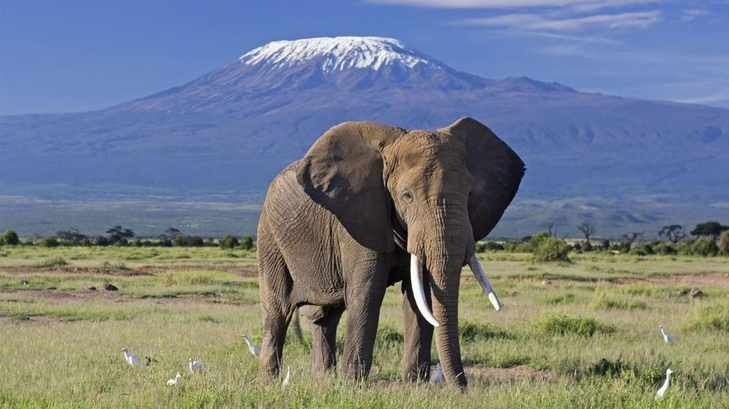 muchas especies de fauna salvaje. Ofrece espectaculares vistas del Monte Kilimanjaro (5.895 mts), el monte más alto del continente africano.