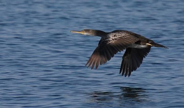 Censo de aves marinas en la campaña CSIC-CCreus-Septiembre 2009. Figura 20. Cormorán moñudo Phalacrocorax aristotelis, joven volando cerca de la costa. Foto: B. Rodríguez.