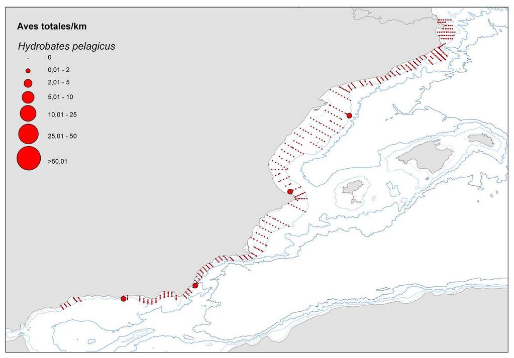 Censo de aves marinas en la campaña MEDIAS (IEO) de junio-julio de 2010 Proyecto INDDEMARES Paíño europeo Hydrobates pelagicus: La escasez de esta especie fue inesperada, dadas las importantes