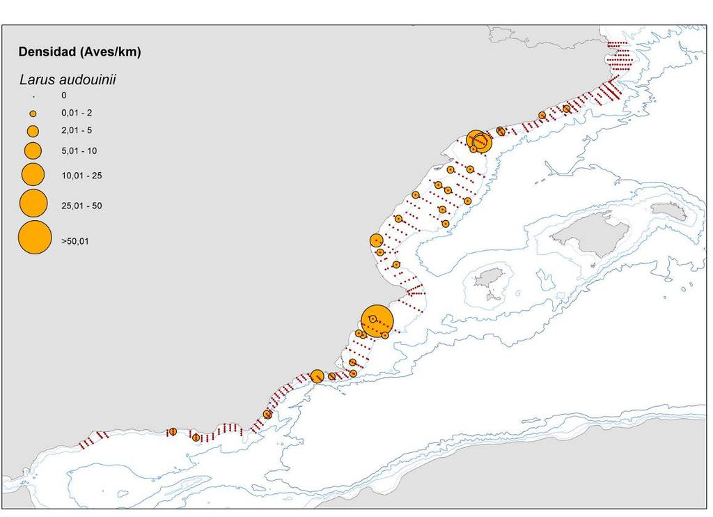 Censo de aves marinas en la campaña MEDIAS (IEO) de junio-julio de 2010 Proyecto INDDEMARES Gaviota de Audouin Larus audouinii: Esta especie endémica del Mediterráneo concentra más del 90% de sus