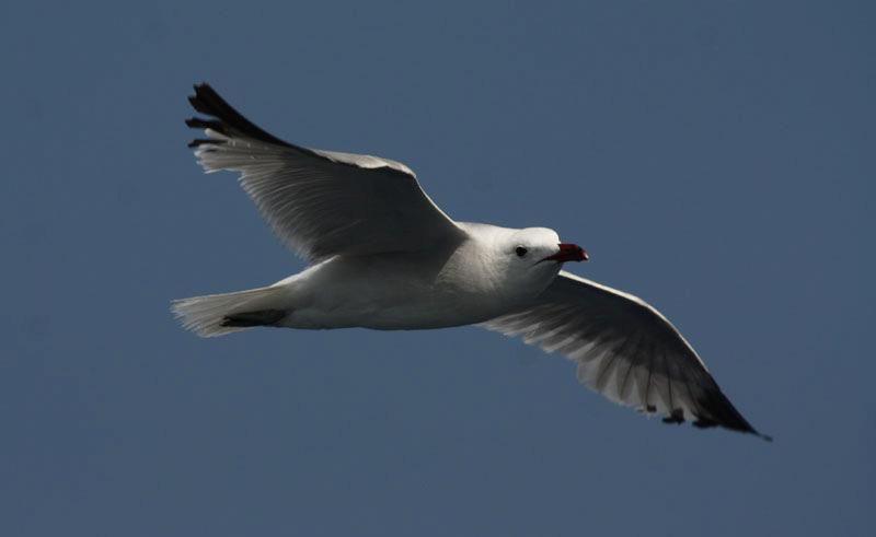 Censo de aves marinas en el Mediterráneo ibérico: Informe de