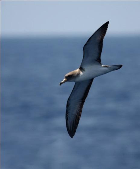 Censo de aves marinas en la campaña MEDIAS (IEO) de julio de 2011 Proyecto INDDEMARES Pardela cenicienta Calonectris diomedea: Durante la campaña fue la primera especie de pardela en cuanto a