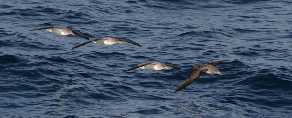 Censo de aves marinas en el Mediterráneo ibérico: Informe