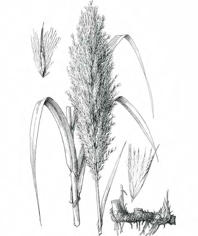 2 mm D C 3 cm 3 mm A B 2 cm Arundo donax L. A. rizoma; B. culmo y inflorescencia; C. espiguilla; D. flósculo. Ilustrado por Mary Wright Gill y reproducido de Fig.
