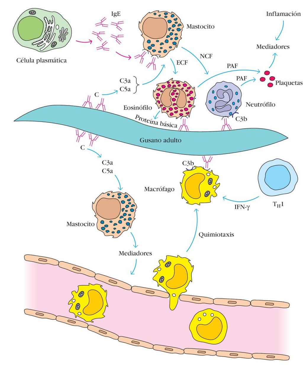 Schistosoma mansoni Respuesta Inmunitaria Componente Humoral IgE Inflamación