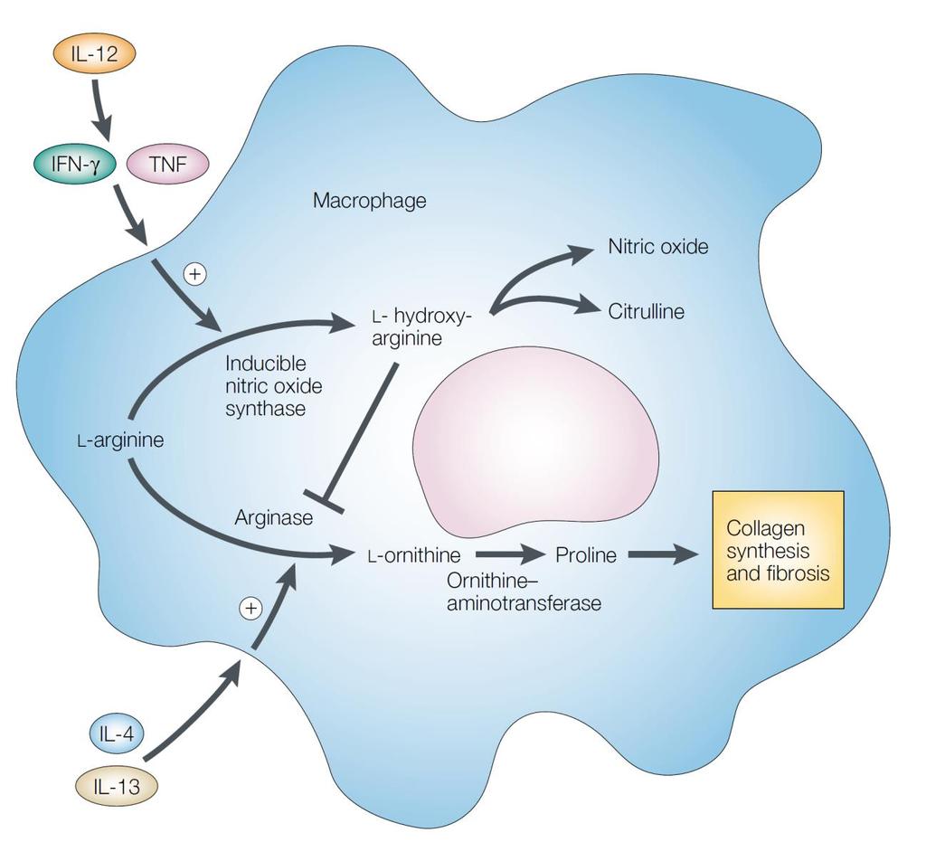 Activación Alternativa del Macrófago IFN-γ / IL-12 inos Macrófago Óxido Nítrico M1 inos Arginina NO Pro-inflamatorio