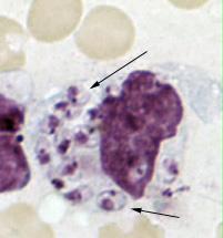 Promastigotes Formas parasitarias (10-12 µm), flageladas,