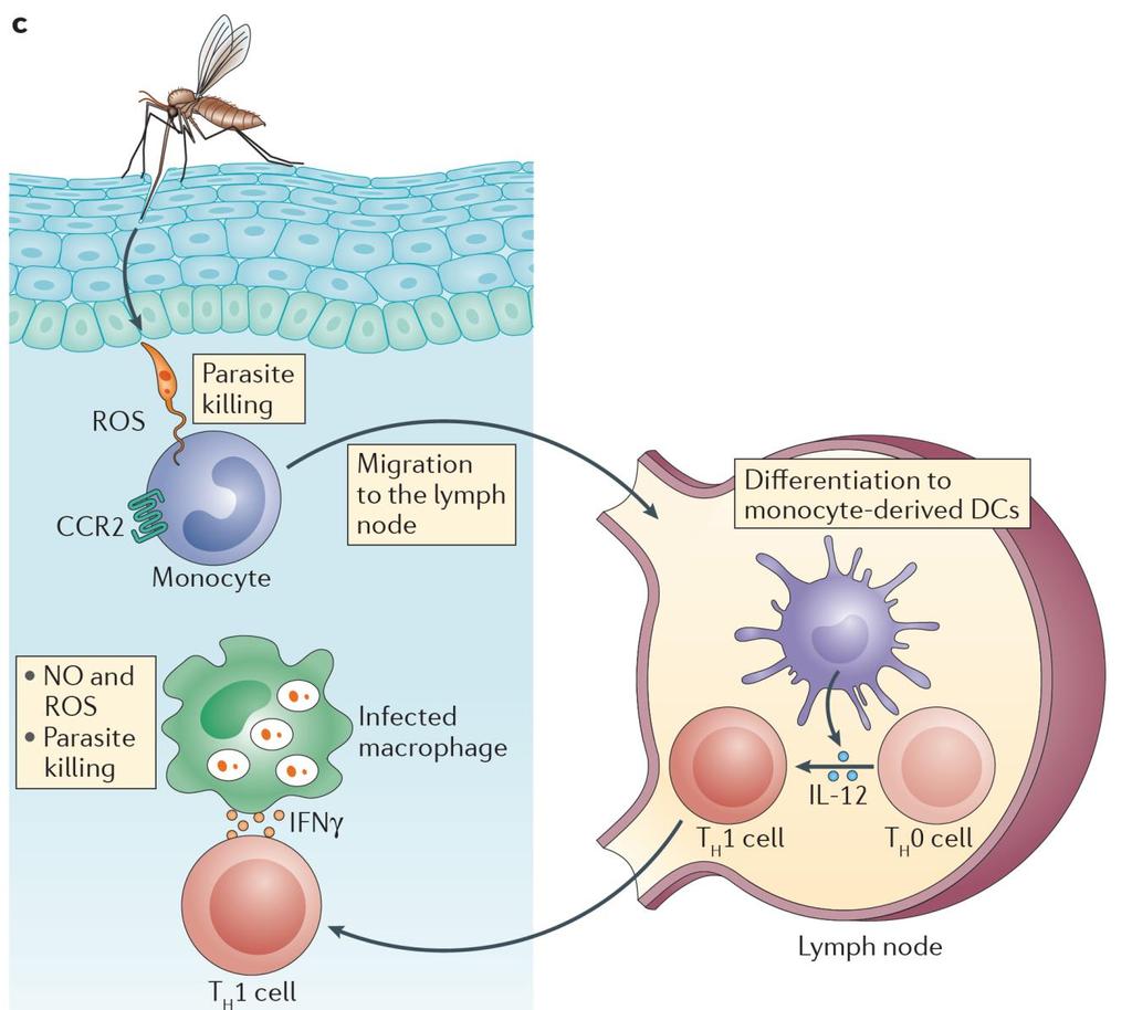 Leishmaniasis Cutánea Papel de Monocitos / Macrófagos Control de la Infección (Mo/Mφ) Atracción dependiente de CCR2 Destrucción eficiente de parásitos (ROS) Se diferencian en Células