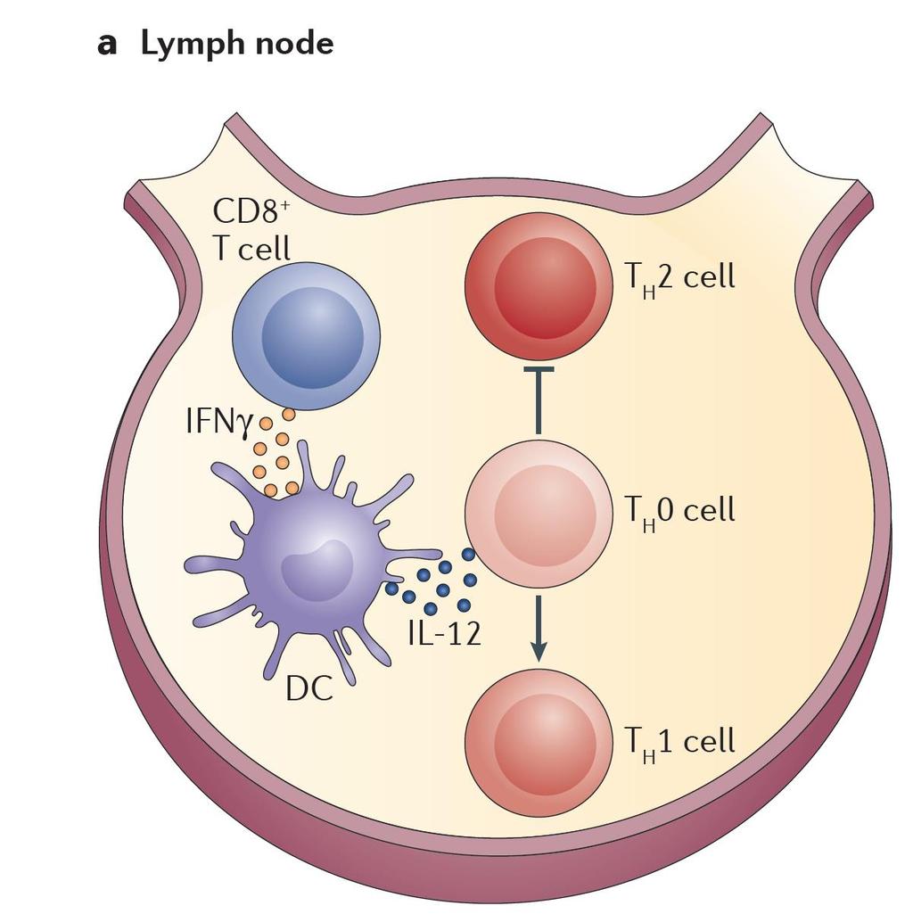 Leishmaniasis Cutánea Linfocitos T CD8+: un doble papel Protección El INF-γ producido por Linfocitos T