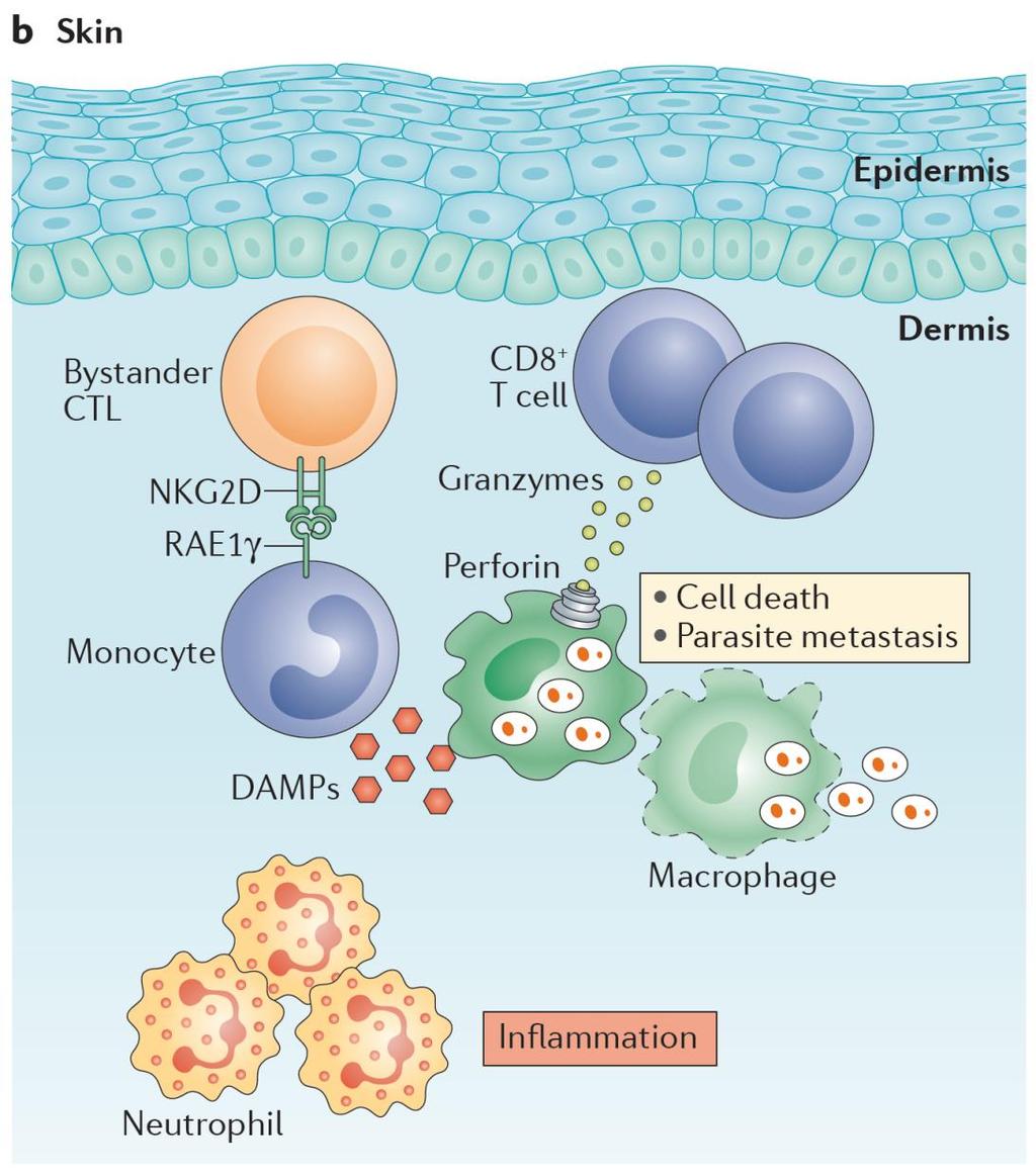 Th2 Inmunopatogénesis Los linfocitos T CD8+ en piel median la destrucción de los monocitos y