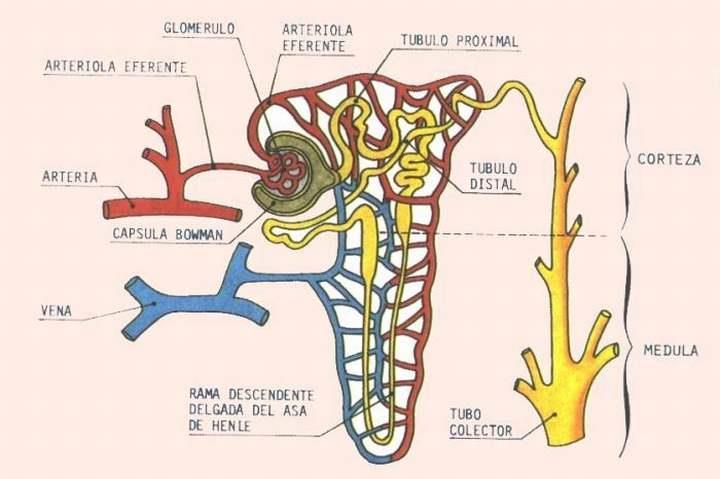 4 3. ESTRUCTURA DE LA NEFRONA Las nefronas son las unidades funcionales del riñón de los vertebrados y el lugar donde se lleva a cabo el paso de sustancias de desecho desde las vías circulatorias