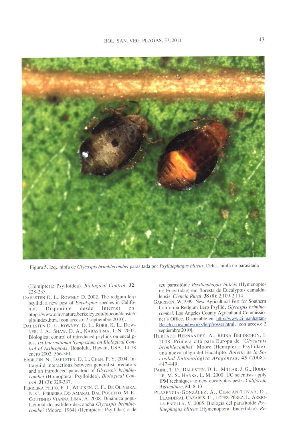 BOL. SAN. VEG. PLAGAS, 37, 2011 43 Figura 5. lzq.. ninfa de Glycaspis brimblecombei parasitada por Psyllaephagus bliteus. Dcha., ninfa no parasitada (Hemiptera: Psylloidea).