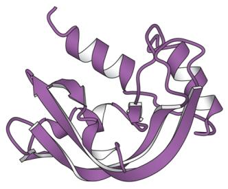 que aparecen los aminoácidos a lo largo de la cadena polipeptídica.