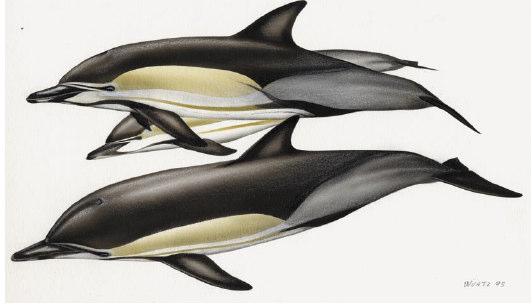 DELFÍN COMÚN DE ROSTRO LARGO I ANTECEDENTES GENERALES NOMBRE COMÚN: Delfín Común de Rostro Largo NOMBRE EN INGLÉS: Long beaked common dolphin NOMBRE CIENTÍFICO: Delphinus capensis (Gray, 1828)