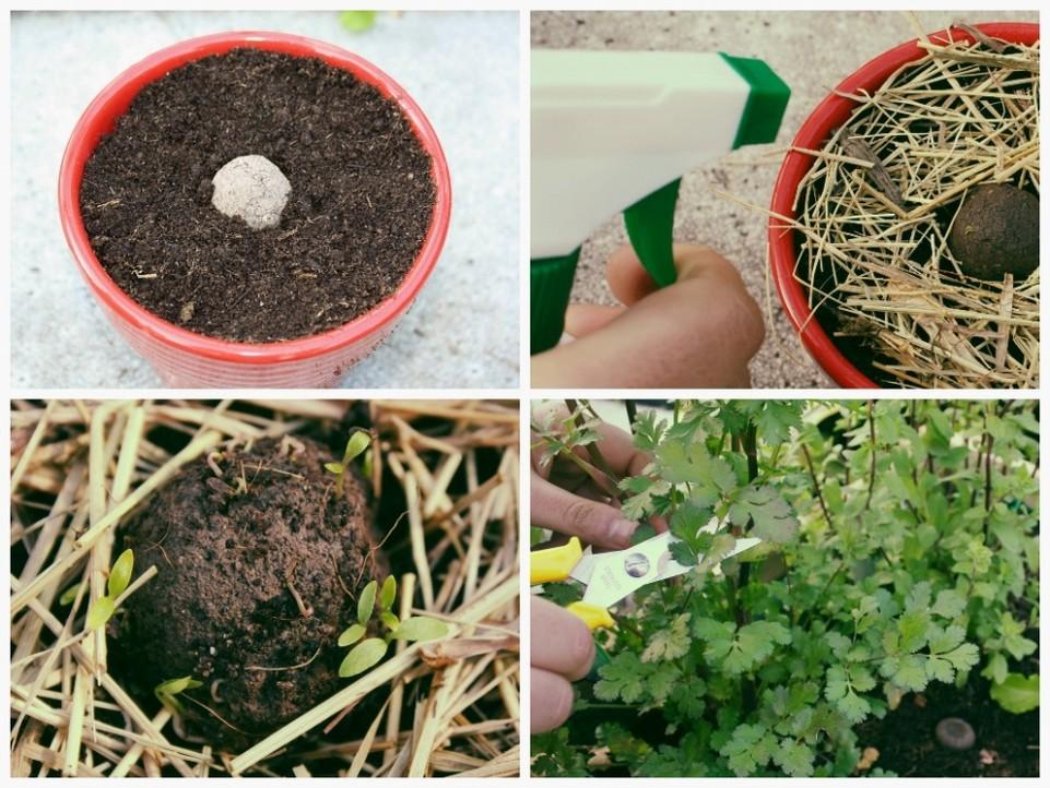 Bombas de Semillas Qué son? Las bomba de semillas están fabricadas artesanalmente con diferentes sustratos pensados para potenciar la conservación y la germinación de las semillas que contiene.