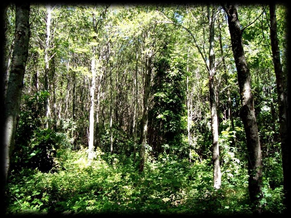 Características de los Bosques Nativos