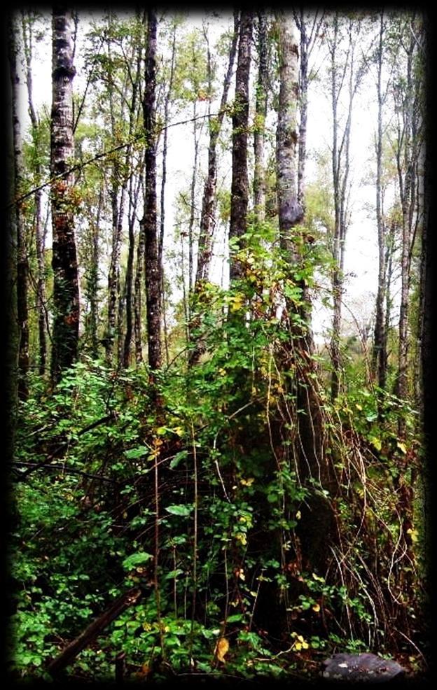 Definición de Bosque Nativo I. Definición de Bosque Nativo Un bosque es una comunidad vegetal asociada donde predominan los árboles.