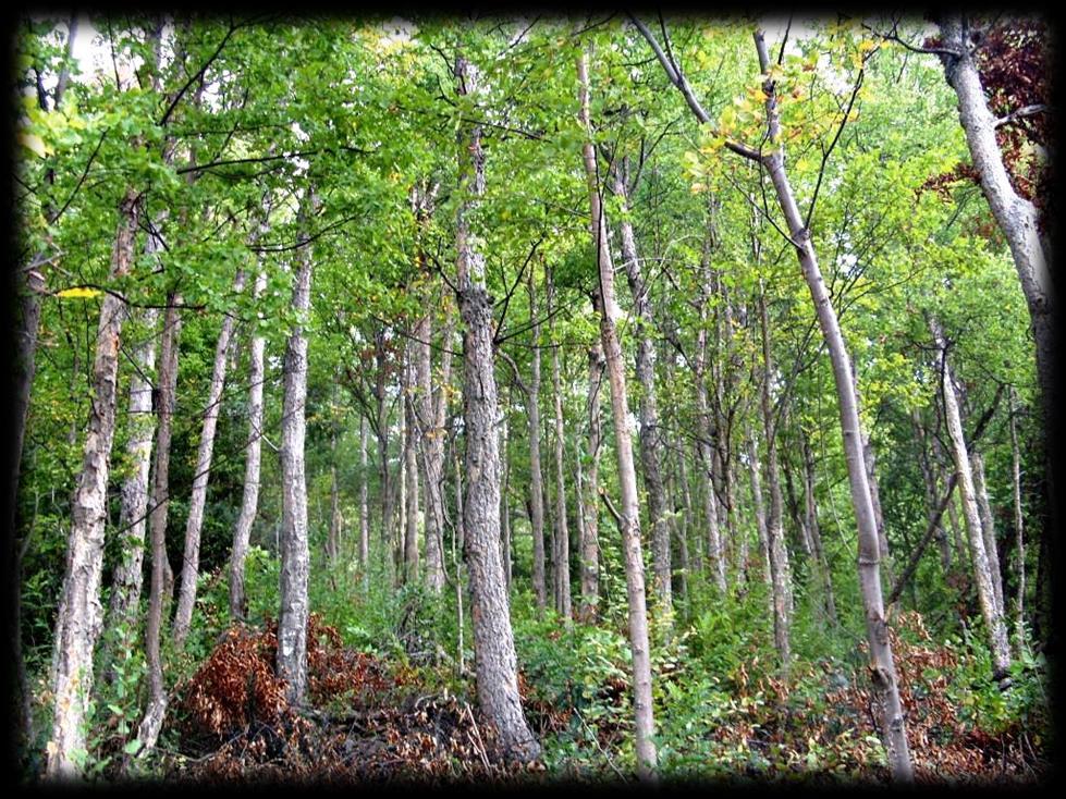 Características de los Bosques Nativos Chilenos troncos y edades, que se desarrollan en sitios sin severas limitaciones ambientales. Son siempre bosques con alturas mayores a 8 metros.