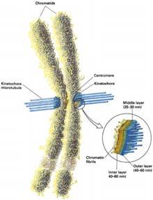 Los microtúbulos de cada polo se unen a los centrómeros de cada cromosoma Etapas de la mitosis Citocinesis 2 células hijas
