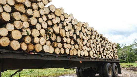 V. Conclusiones Foto: Greivin Ramírez 11. El déficit comercial de productos de madera y muebles disminuyó en el 217, ubicándose en $37 millones en contraposición a $43 millones en el 216.