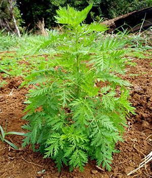 De la medicina tradicional de China: la artemisina de Artemisia annua