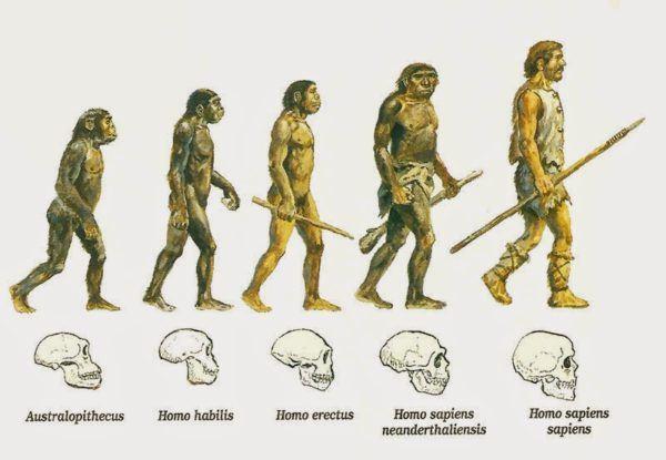 África. A continuación aparecieron: - Los australopithecus, en el Sur del continente africano (existieron entre 4-2 m.a.).