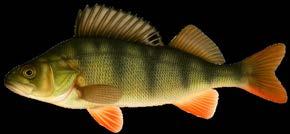 Cuatro de nuestros peces más comunes Perca Puede pescar percas, tanto en verano como en invierno,