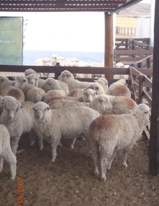 Se sincronizaron un total de 1.121 ovejas, que representó el 59% del total del lote de madres del establecimiento, de las cuales alrededor del 50% eran borregas.