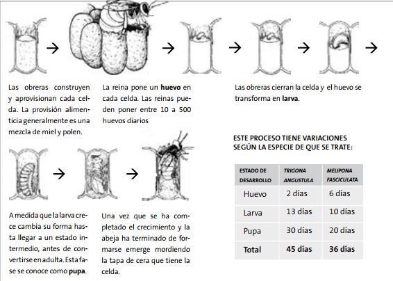 78 Figura 23. Ciclo reproductivo de las abejas meliponas, fuente: (Quezada- Euán, 2005). 7.5.1.