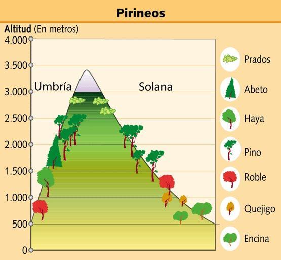 Formaciones vegetales de la España peninsular e insular EL PAISAJE VEGETAL DE MONTAÑA (III) La montaña alpina, representada por los Pirineos, tiene cuatro pisos vegetales: El piso nival se sitúa por
