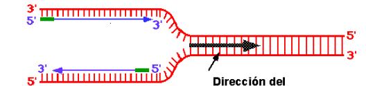 REQUERIMIENTOS Enzimas: Helicasa.. Topoisomerasa... Primasa... ADN polimerasa Ligasa. Proteínas: SSB. Dirección de síntesis de la ADN polimerasa. 3.
