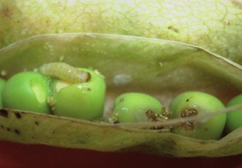 En zonas donde sea de temer la enfermedad, puede optarse por tratamientos a la semilla con metalaxil M. Antracnosis (Ascochyta pisi, A. pinodes y A. pinodella).