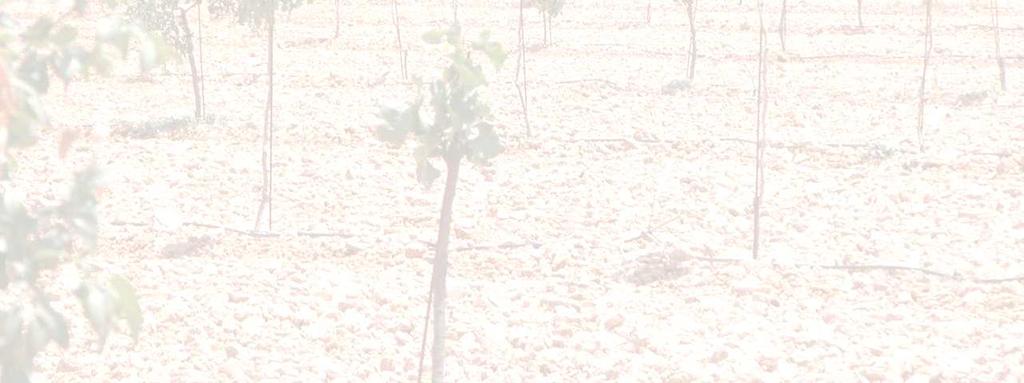 EL RIEGO DEL PISTACHERO Plantación joven: El crecimiento es un proceso MUY SENSIBLE a la falta de agua en TODAS las plantas En condiciones