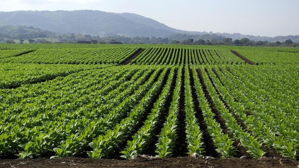 Análisis del Sector Agroalimentario Mexicano Exploración de las estadísticas de los cultivos más