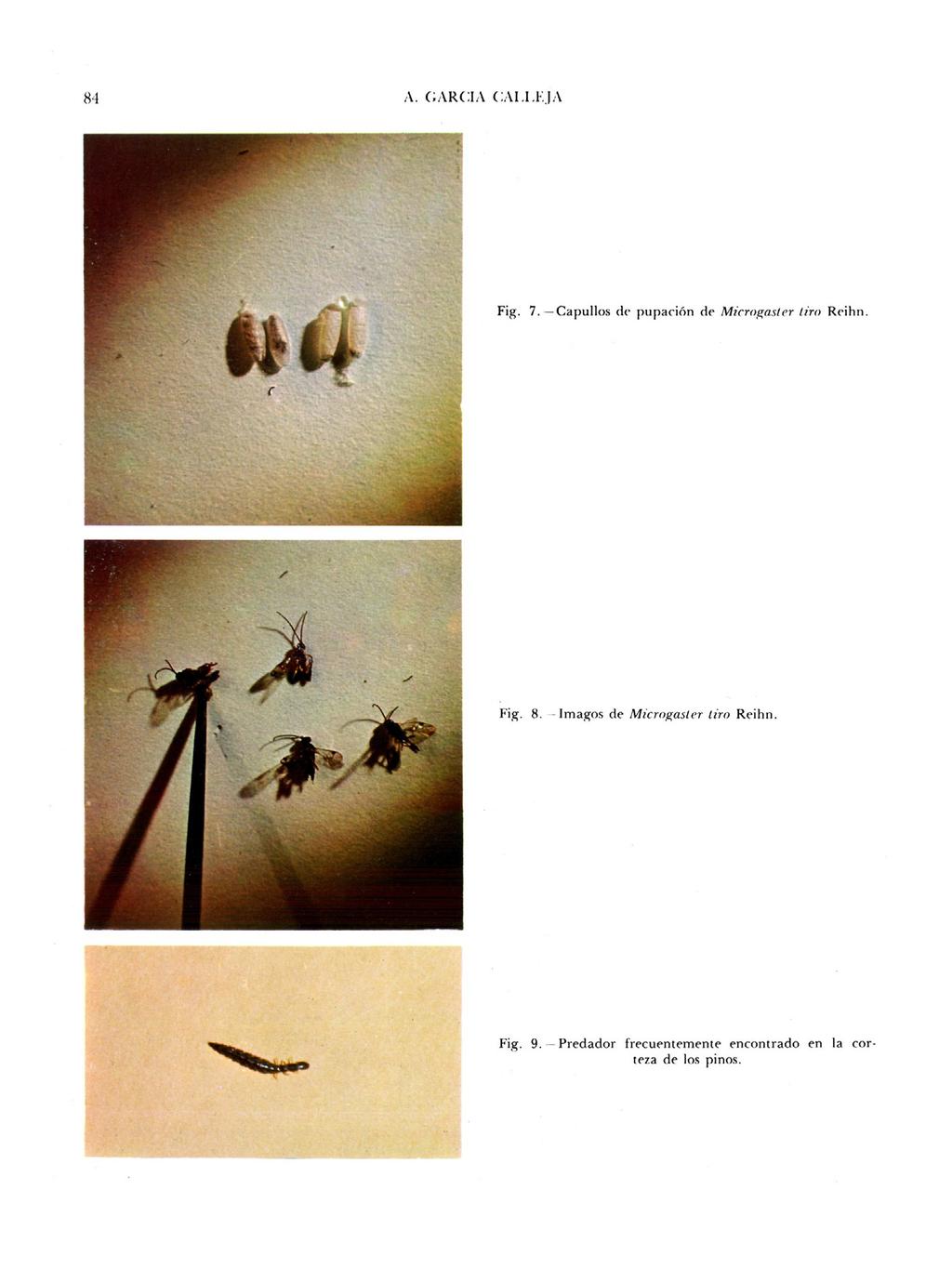 Fig. 7. Capullos de pupación de Microgaster tiro Rcihn. Fig. 8.