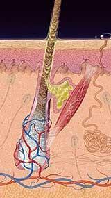 Unidad pilosebácea: Glándula sebácea Folículo
