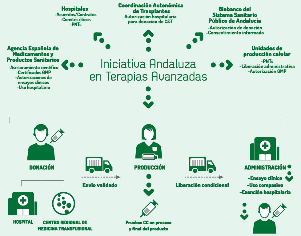 Qué es la Iniciativa Andaluza en Terapias Avanzadas (IATA)? www.juntadeandalucia.