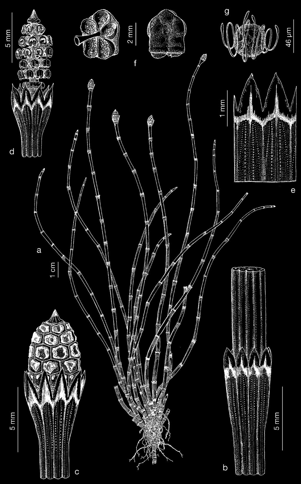 EQUISETACEAE Equisetum variegatum