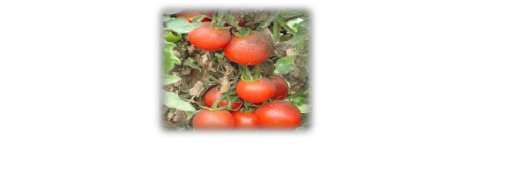 Identificación de plagas de tomates. La región de Valparaíso es la zona de mayor zona de producción de tomates del país con un 21% de total nacional.