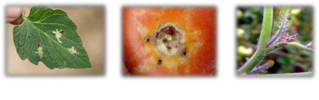 Polilla del tomate (Tuta absoluta): Esta especie es de hábito nocturno y normalmente se oculta en el follaje durante el día.