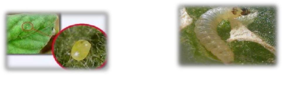brotes generando muerte de éste (fig.5). Figura 3: Galería en hoja por Figura 4: Galería en fruto Figura 5: Daño en brote por Tuta absoluta (López, 2013).