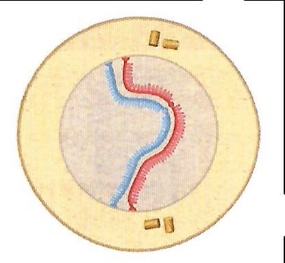 o Paquiteno: se produce el sobrecruzamiento, o intercambio de material cromosómico entre las cromátidas