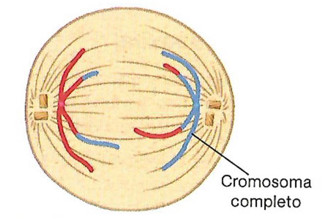 ANAFASE I Los pares de cromosomas homólogos comienzan a separarse al ser arrastrados por las fibras del