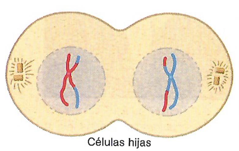 TELOFASE I Reaparecen la membrana nuclear y el nucléolo, mientras que los cromosomas sufren una pequeña descondensación.