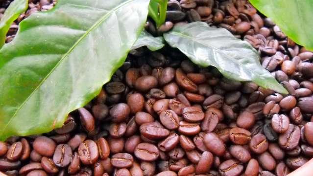 En junio, el precio del cacao a u m e ntó 4, 6 %, s i t u a c i ó n atribuible a la menor oferta global, causada por el brote de un hongo que causó escasez del commoditie en el continente africano