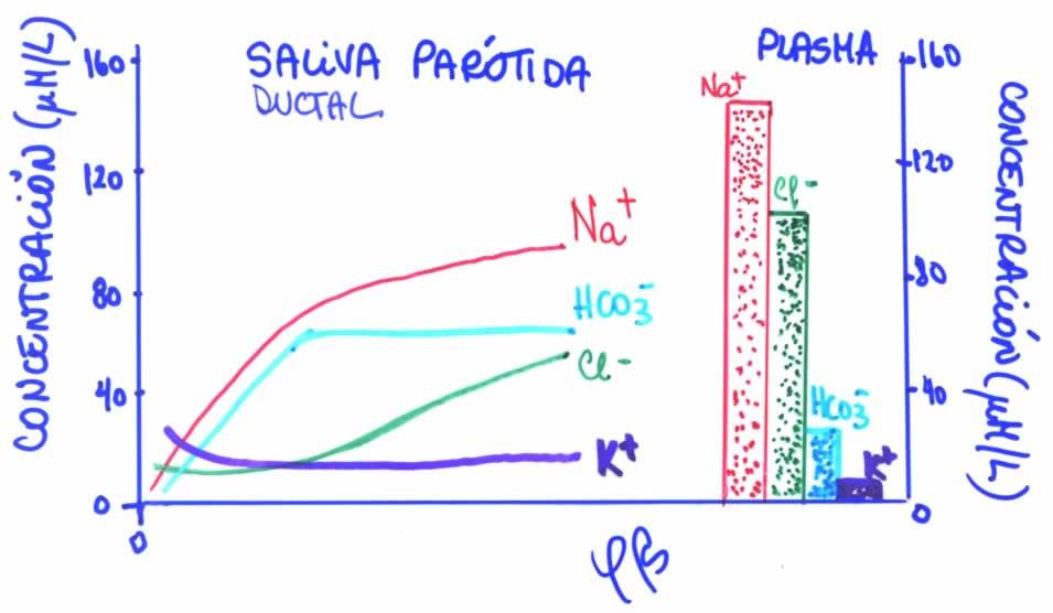 2. SALIVACIÓN SALIVA DUCTAL Menos Na+, Cl- Más HCO3-, K+